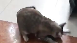 Cat Does Snake Dance
