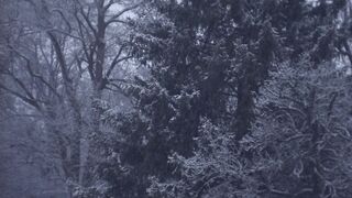 Winter Coat - snow falling on the trees | Trending HD Video