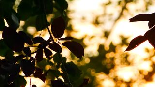 4K Resolution Video | Trending HD Video