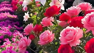 The scenery of beautiful flowers 2