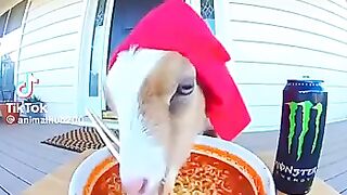 #اكلتك#فراخ#رحمه_محسن#احمدالعوضى#