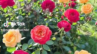 Beautiful scenery 31