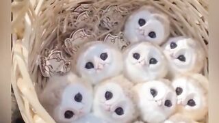 Owl cute 5
