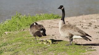 4K Computer Monitor - id | Trending HD Video 147