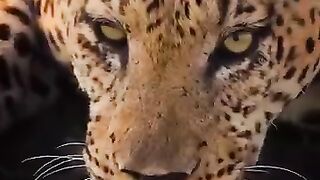 #aggressive #dogbreed #dogfight.mp4.2026