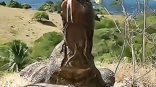 This Pitbull Dog Can beat Komodo ????.mp4.2026