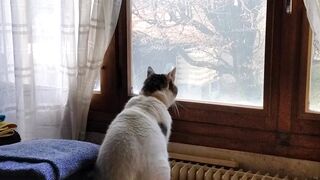 Smartphone POCO X7 PRO 5G NFC tela Amoled C mera 4K - charming cat gazing out a vintage window