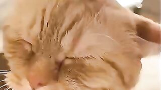 The Art of Petting Cats | Expectation vs  Reality