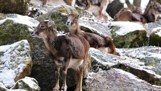 The Shy Snow Woman and the Cursed Ring - id | Trending HD Video 206