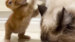 Don’t bother mommy, she’s eating