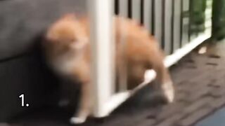 Cat moments but they are so funny.mp4