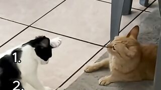 Cat moments but they keep getting funnier ????????.mp4
