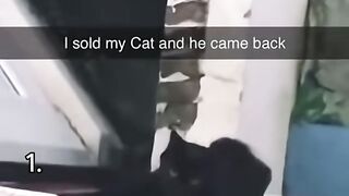 Cat moments but they keep getting funnier.mp4
