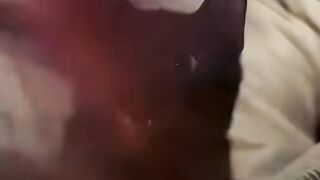 Cats but they keep getting funnier.mp4