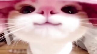 Cats but they keep getting more sad ????.mp4