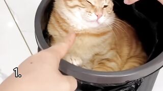 Funniest cat moments ever ????.mp4