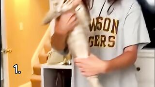 Funniest cat moments of 2026 mp4