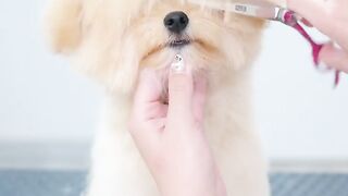 Satisfying Dog Grooming Transformation ????✨