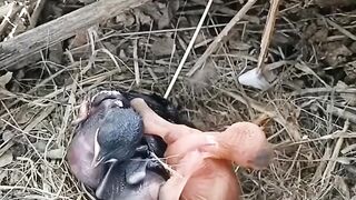 Brutal Survival: Cuckoo Chick Pushes Rival Out of the Nest ????????