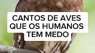 cantos de aves medonhos