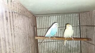 Blue and green colors of parrot