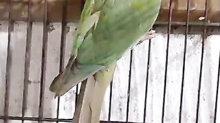 Hardships of a parrot