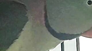 Grey parrot not ll raw parrot