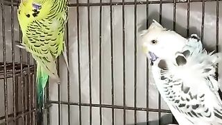 Cage and birds ll parrots