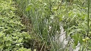 Watch until the end, guys. My plants are growing really well, guys ????????????