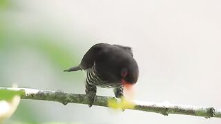 Violet cuckoo bird
