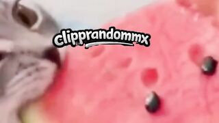 Gigitan Kedua ????????