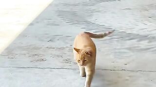 When Your Cat Thinks It’s a Dog: Funniest Compilations