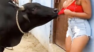 How the cow scared her! ????????