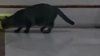 Cat Flushes Out Mouse