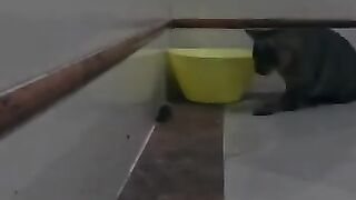 Mouse Flees Killer Cat