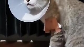 Cat Don’t Like the Mask