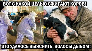 Коров убивают с конкретной целью. Вот что удалось выяснить, вы будете в шоке.