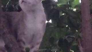 Cat Jumps in Tree