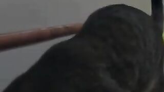 Cat Captures Mouse 6