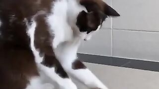 Cat Plays with Snake 5