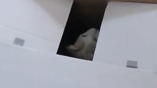 Cat Explodes Out of Box 2