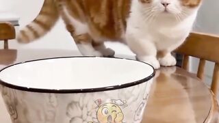 This cute cat got a new bed ???? #fyp #reels #funny #cat #viral