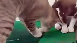 Two Cats and a Snake