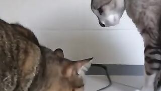 Don't Touch My Snake