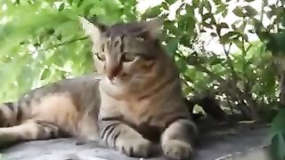 Queen of the Jungle 2