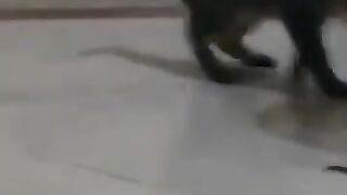 Cat Attacks Lizard 2