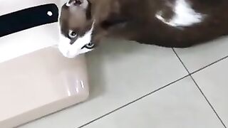 Hot Cat Turns on Cool Fan