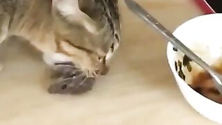 Cat Eats Mouse on Dinner Table