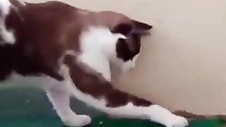 Cat Tries to Catch a Snake