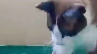 Cat Plays with Snake.